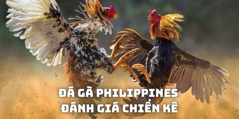 Đánh giá kỹ càng chiến kê giúp cược thủ dễ dàng chiến thắng