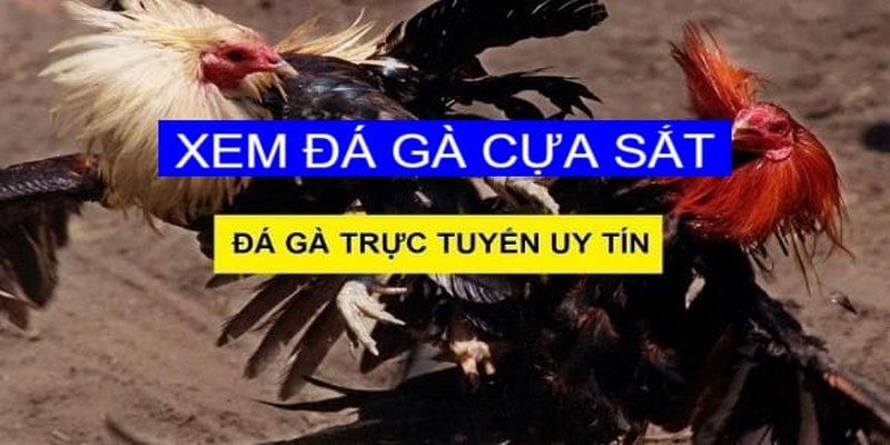 Kinh nghiệm cá cược đá gà cựa sắt theo chuyên gia